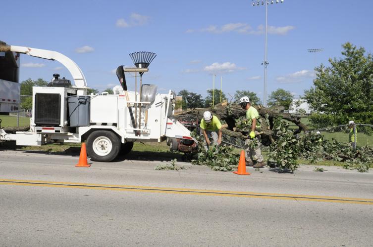 Tree Damage