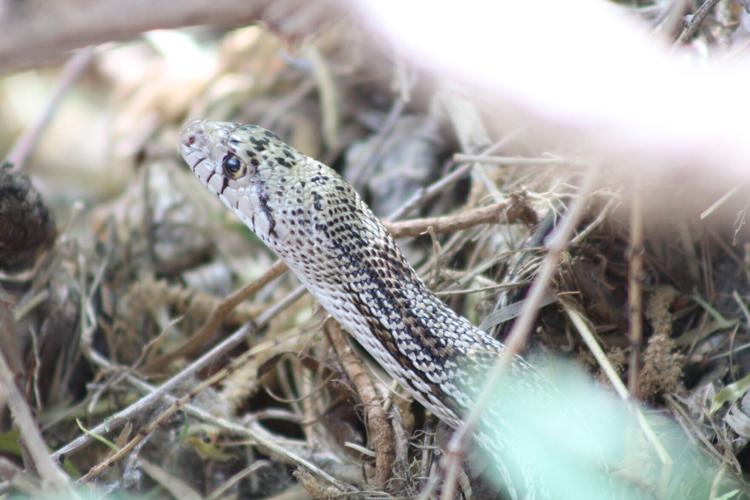 BioBlitzers catalog wildlife in U.S., Mexico as walls go up along border
