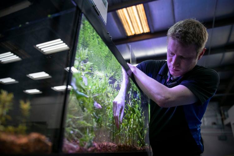 Big Kahuna Tropical Fish