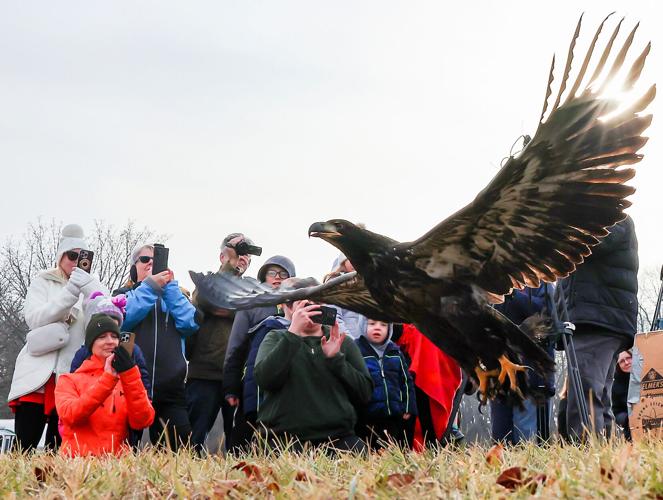 Eagle Release