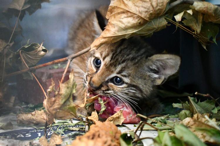 bobkitten 8.jpg