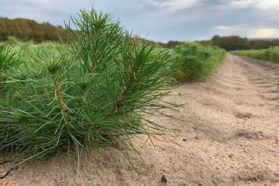 Pine tree seedlings