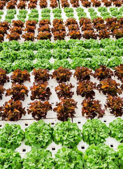 Greens ready for harvest