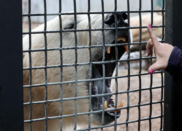 Feeding polar bear 6