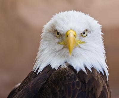 Bald eagle