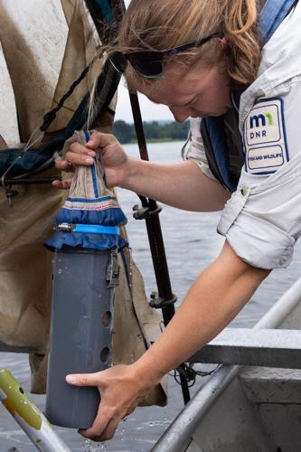 Researchers race against invasive carp in the Mississippi