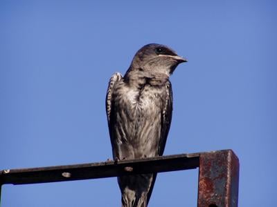 Chimney Swift