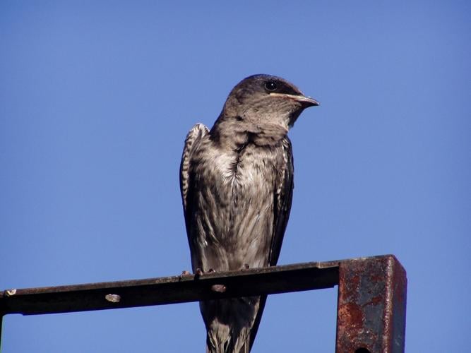 Chimney Swift