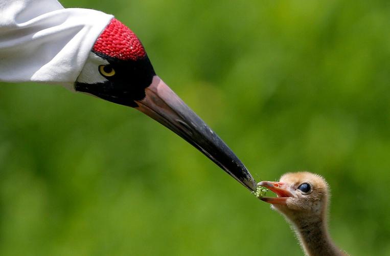 Whooping Cranes Louisiana