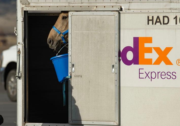 Horse flies FedEx from Alabama to Billings to get prosthetic leg in Cody