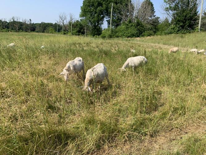Several goats graze some grass in the distance