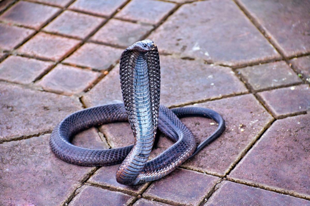 New species of cobra-like snake discovered – but it may already be extinct