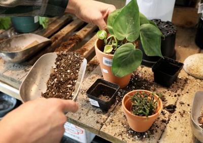 Madison Green House Store- winter gardening