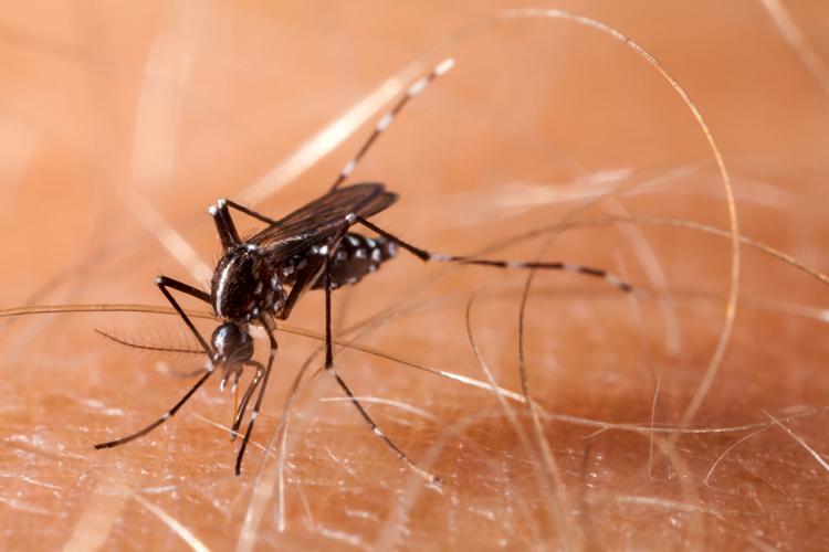 TS-FIGHT-MOSQUITOES-DMT