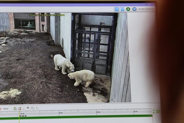 Polar Bear Population Alliance 3