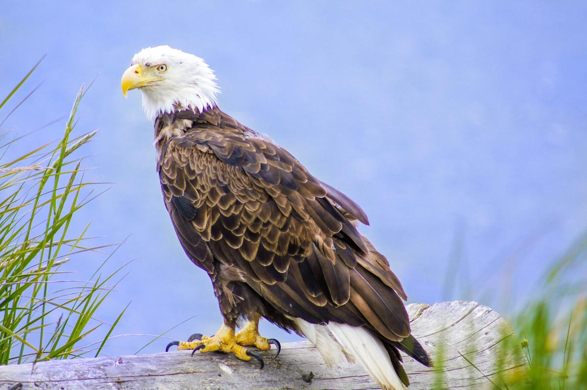 What time do the Eagles play today, Saturday January 21?