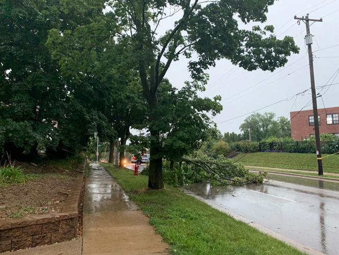 Tree down from storm, State Journal photo