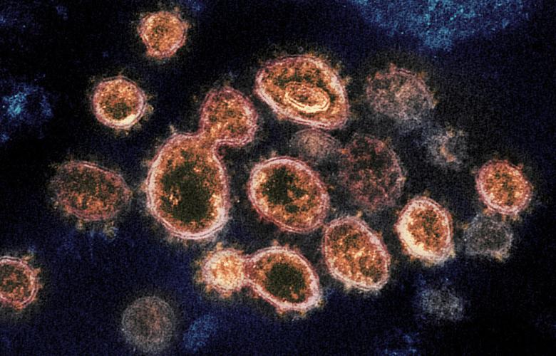 Coronavirus free stock image