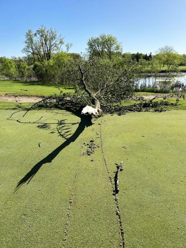 Restoring Brighton Dale Links after storm damage