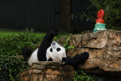 WORLD-NEWS-USCHINA-PANDAS-GET