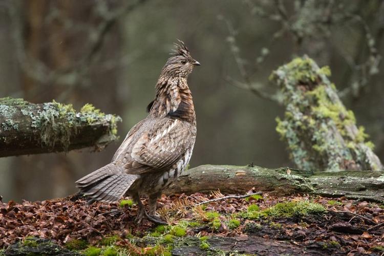 Ruffed grouse