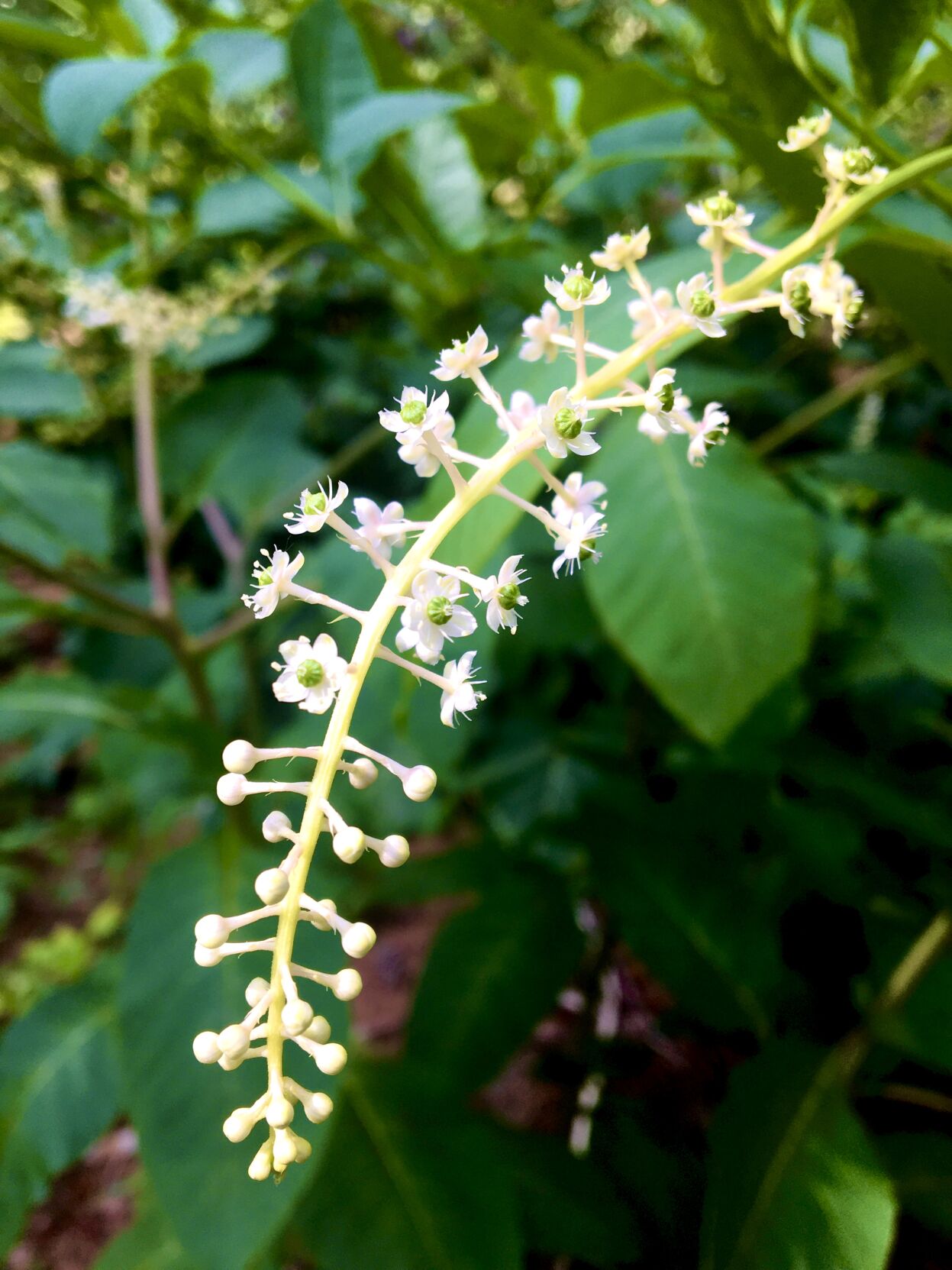 Rare Plant Rediscovered In Wisconsin