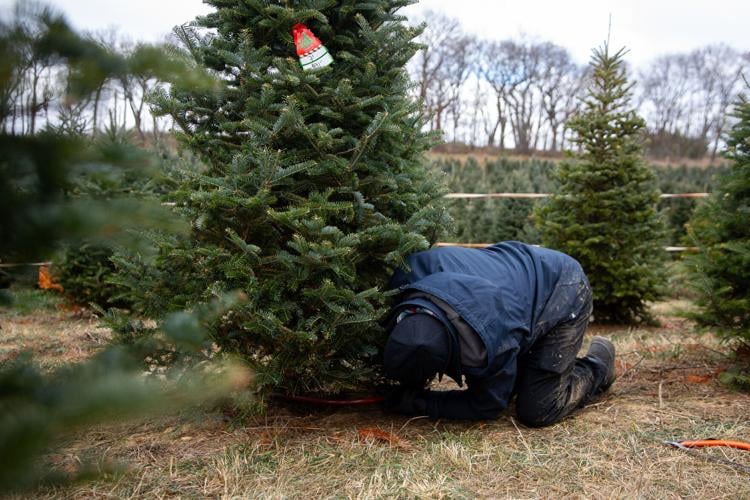 Cutting down the annual Christmas tree