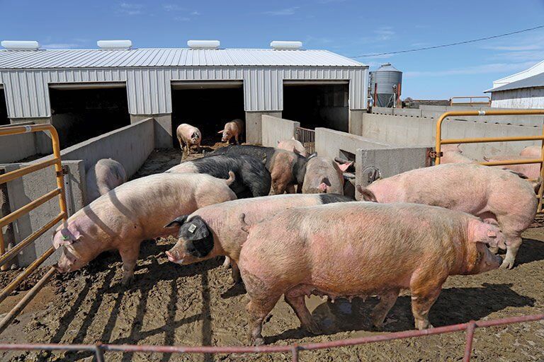 Hog farm, generic file photo