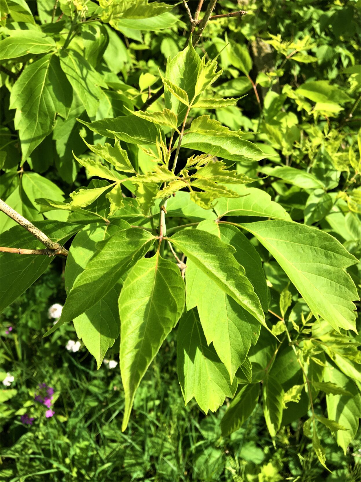 Pell Lake's iconic Upper Crust Pizzeria listed for sale; the story