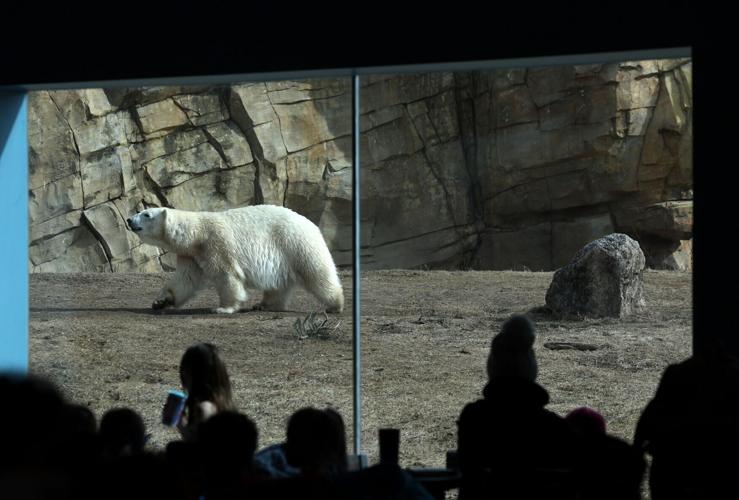 Polar Bear Population Alliance 5