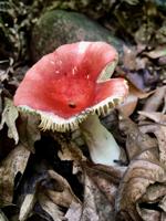 Russulaceae fungi on the forest floor along the Ice Age Scenic National Trail