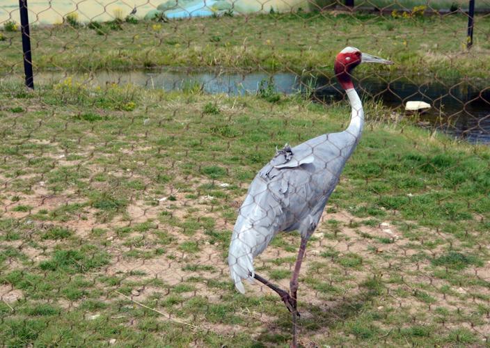 Sarus crane
