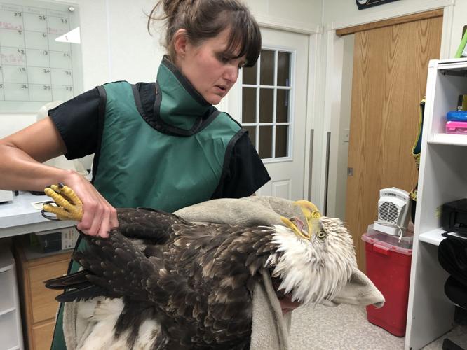 Fellow Mortals bald eagle