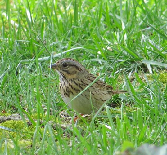 Lincoln's Sparrow 1 Wehner 4-23-19 (2).jpg