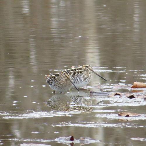 Wilson's Snipe Weldon CBC 12-17-17 (1).jpg