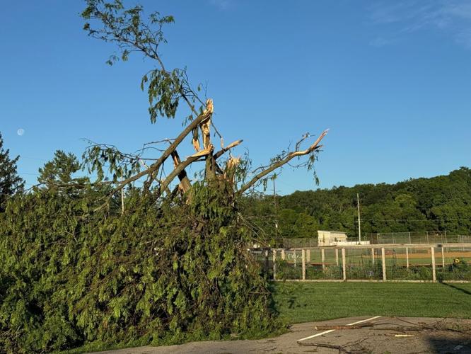 Tornado Bay Lions Club tree.jpg