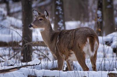 Late fall and early winter deer hunting opportunities
