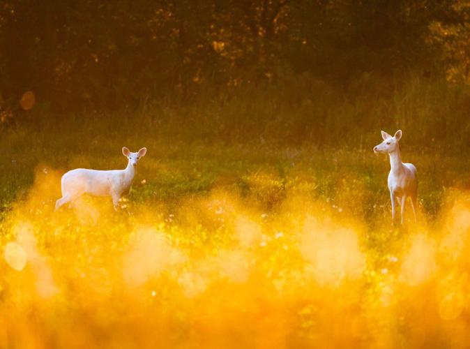 White Deer