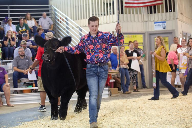 Showing cow at Walworth County Fair