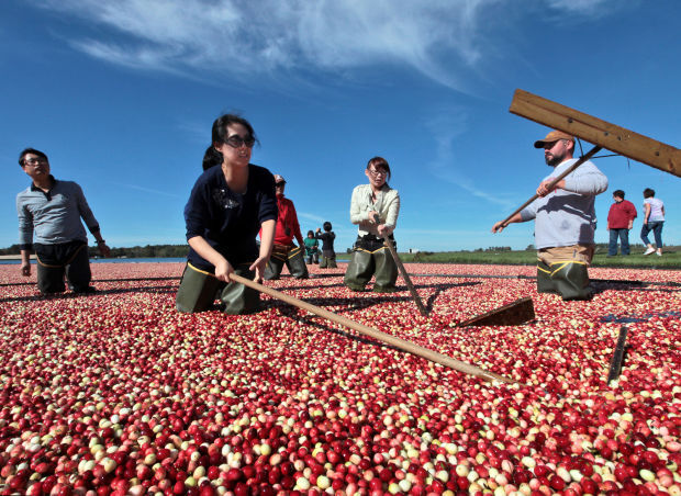 Koreans take in the cranberry