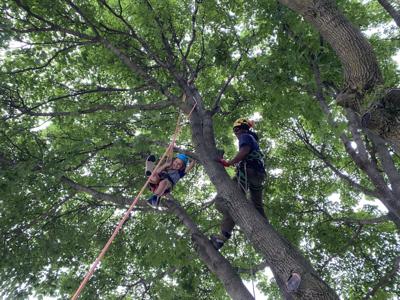 Kids climb