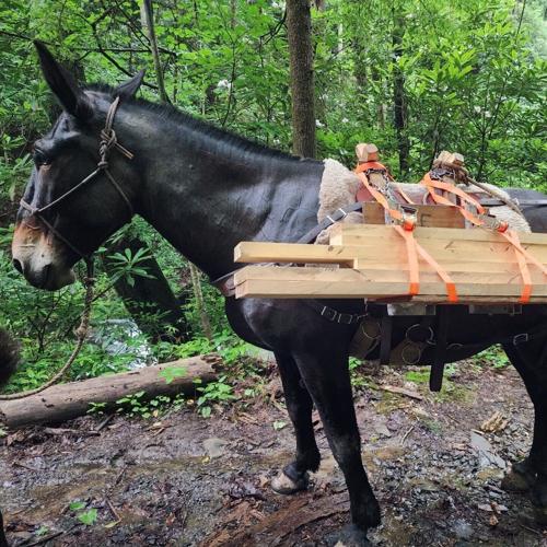A loaded-up mule stands ready to haul heavy trail building supplies into the backcountry.