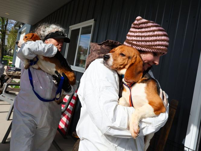 Ridglan Farms beagle transfer
