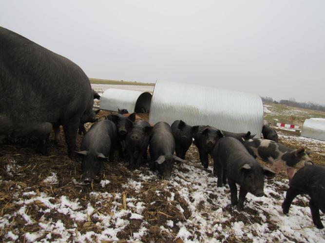 Driftless concerns over proposed transmission lines and towers