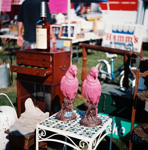 "The Parrots," by Jennifer Bastian
