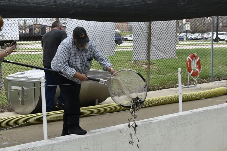 KSFCA receives salmon fingerlings