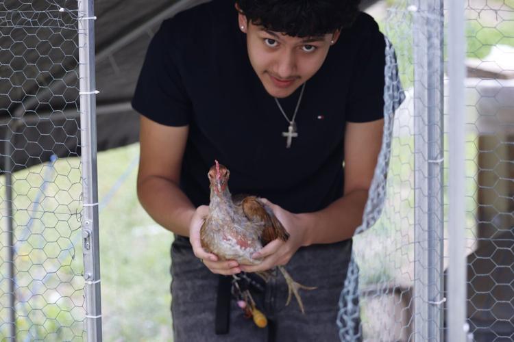 Hernandez, chicken
