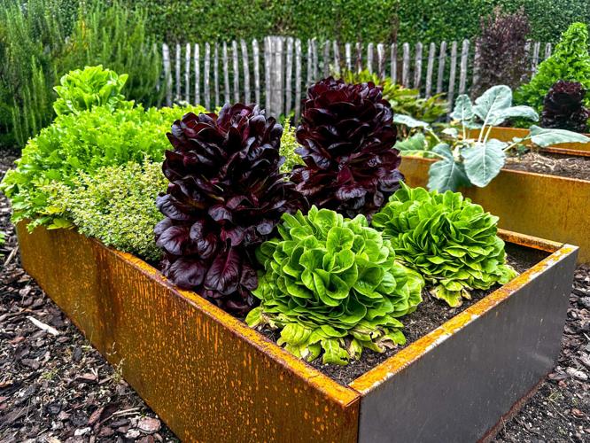living-space-garden-20260609