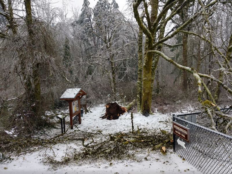 How Is Lake Oswego S Cleanup Of Local Parks From The Storm Going   637d386d6c22e.image 