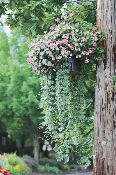 Lake Oswego flower basket program returns this spring | News ...